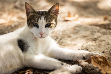 portrait of a cute cat