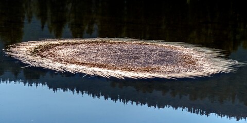 Autumn Grass on Bloomington Lake
