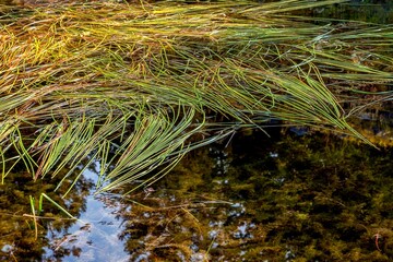 Autumn Grass Over Clear Water
