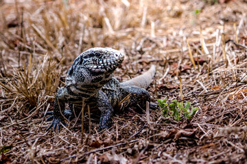 Teiú is a black and white lizard that becomes active mainly in spring and summer in Brazil