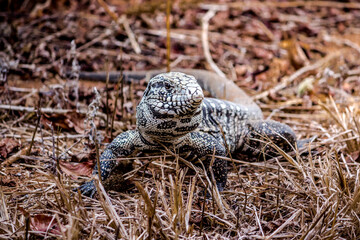  Lagarto Teiú - Teiú is a black and white lizard that becomes active mainly in spring and summer in Brazil