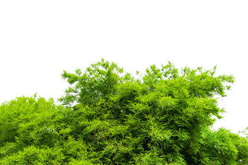 Bamboo leaves, isolated on white background. Fresh, green bamboo-leaves, zen-like. Single object with clipping path.