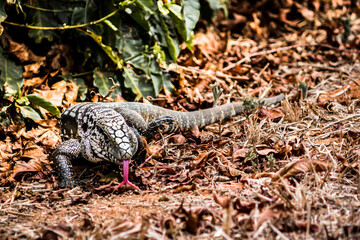 Teiú is a black and white lizard that becomes active mainly in spring and summer in Brazil