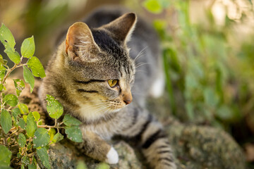 Fototapeta premium portrait of a cute cat