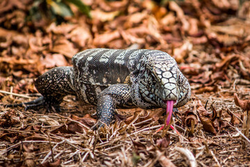 Teiú is a black and white lizard that becomes active mainly in spring and summer in Brazil