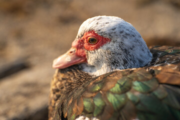 Close-up of Red-Faced Musky Duck. 