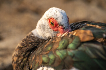 Red-Faced Musky Duck hid its beak under the feathers.
Close-up