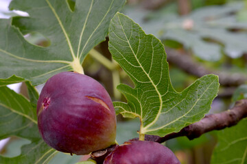 Fig and Leaf 03