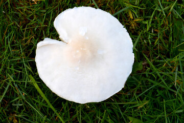 Mushroom Mandala