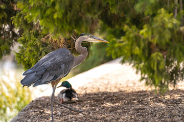 Great blue heron (Ardea cinerea) stands on the shore of Lake Elizabeth in Fremont Central Park