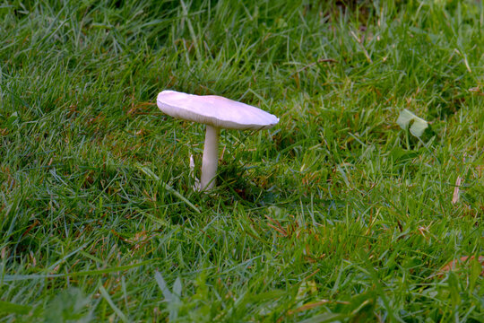 White Mushroom on Green 02