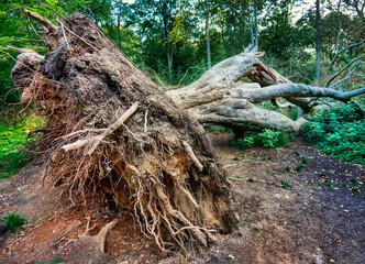 Laying where it fell,in the middle of this large area of woodland in the south of the UK, close to...