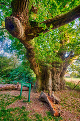 A monumental tree,over 1,000 years old,standing at the edge of the forest,in the south of England near the historic town of Marlborough.