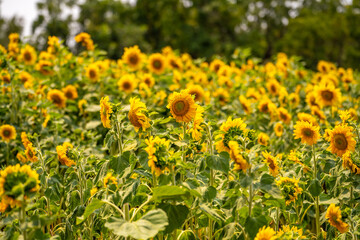 Fototapeta premium Beautiful blooming sunflowers field. Agricultural field. 