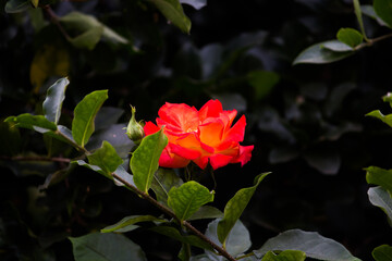 
Red, pink and yellow flower