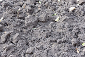Dug up, plowed land in a field in autumn.
