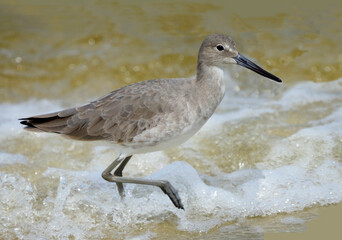 Closeup of a Dunlin Shorebird Foraging at the Water's Edge of the Beach