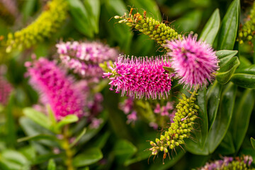 Flowering Butterfly Bush (Buddleia davidii) 