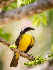 Bem-te-vi is a bird with a brown back and a bright yellow belly; a white stripe (eyebrow) on the top of the head, above the eyes; black tail.