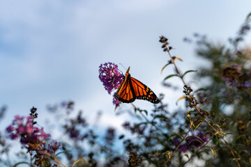 An orange and black Monarch Butterfly pollinates small purple flowers during the evening hours.