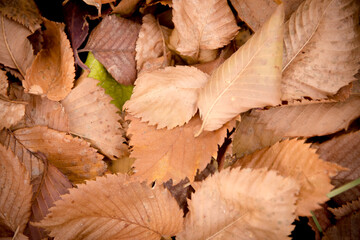 Yellow leaves on the ground in autumn.