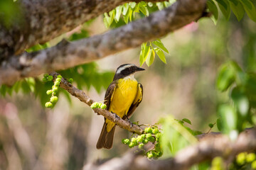 Bem-te-vi is a bird with a brown back and a bright yellow belly; a white stripe (eyebrow) on the top of the head, above the eyes; black tail.