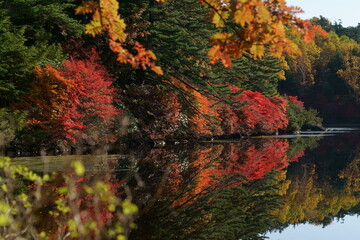 秋の山の中の池の周りのカラフルな紅葉　-日本、長野県、白駒池