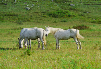 Obraz na płótnie Canvas Horses graze in a green meadow