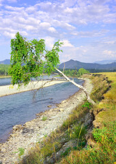 Obraz premium A bent birch tree over the water of Katun.