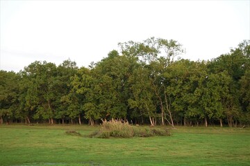 Dawn In The Forest: images, stock photos...