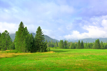 A green glade in the Altai mountains