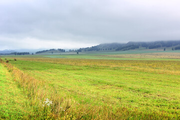 A clearing in the Altai mountains