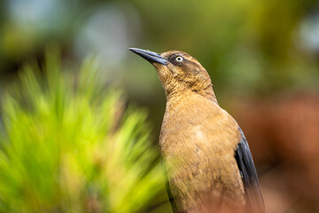 Close-up of a Great-tailed Grackle (female) 