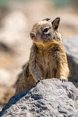 California ground squirrel (Spermophilus beecheyi) in Central Park, Fremont