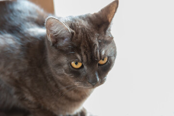 Black cat with big yellow eyes.