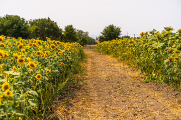 Obraz premium Beautiful blooming sunflowers field. Agricultural field. 