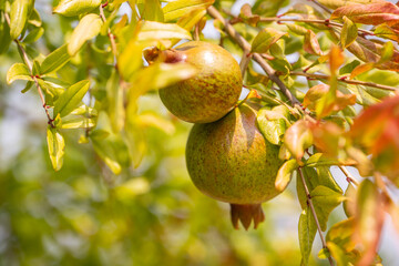 Branch with growing pomegranates, California