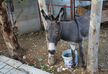 sad donkey tied up in the yard over a plastic bucket of water