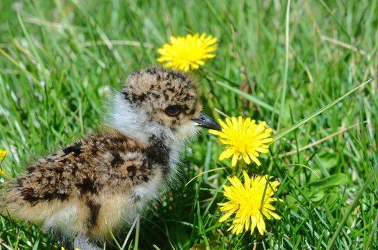 teros, pichones, aves, huevos, naturaleza, dientes de le&oacute;n, sur, Patagonia, r&iacute;os, montanas, lagos, verdes, paisajes, silvestres, campos, plumas, aves tiernas, pampa, Neuqu&eacute;n, pasto, juncos, primavera,