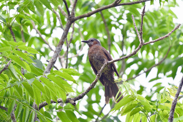イシガキヒヨドリ（沖縄県・石垣島）
