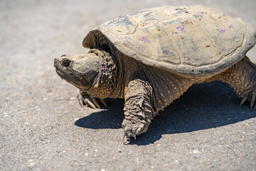 Common Snapping Turtle crawling on land. Wildlife photography. 