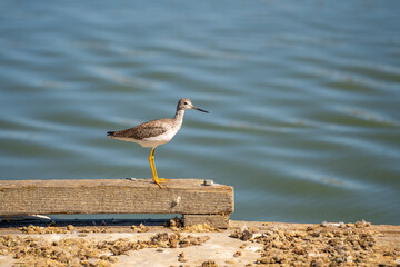 A Lesser yellowlegs (Tringa flavipes) standing on the pier. 