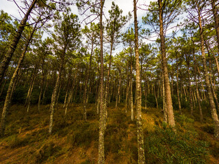 Pine trees forest view