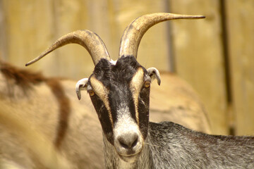 close up of a goat