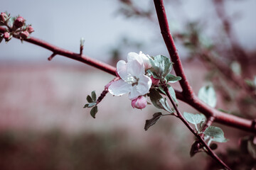 White flower on a branch of an apple tree.