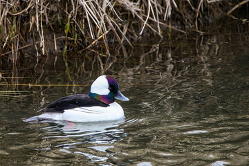 Closeup of a Bufflehead duck swimming on the lake