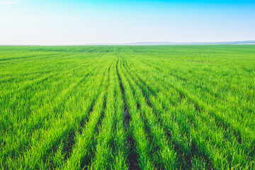 Green grass has grown on the field, planting before winter.