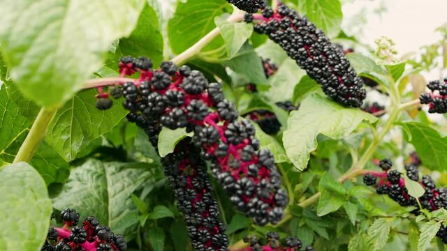 Lakonos plant, phytolacca in the garden. Ripe black berry