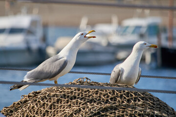 Seagulls in the harbor.