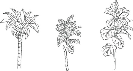 Black and white hand drawn illustration of flowers and plant vector